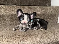 Lalo, a male French Bulldog for sale in Archbold, OH – Photo 4 of 5