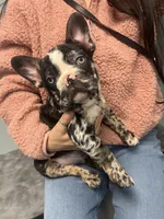 Lalo, a male French Bulldog for sale in Archbold, OH – Photo 2 of 5