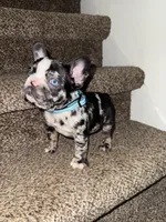 Lalo, a male French Bulldog for sale in Archbold, OH – Photo 3 of 5