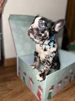 Lalo, a male French Bulldog for sale in Archbold, OH – Photo 5 of 5