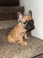 Scooby , a male French Bulldog for sale in Archbold, OH – Photo 3 of 6