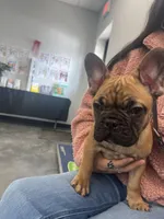 Scooby , a male French Bulldog for sale in Archbold, OH – Photo 4 of 6