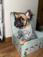 Scooby , a male French Bulldog for sale in Archbold, OH – Photo 2 of 6