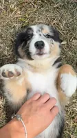Cash, a male Australian Shepherd for sale in Winter Garden, FL – 4 of 6