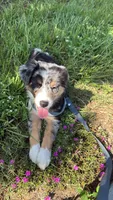 Cash, a male Australian Shepherd for sale in Winter Garden, FL – 5 of 6