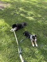 Cash, a male Australian Shepherd for sale in Winter Garden, FL – 3 of 6