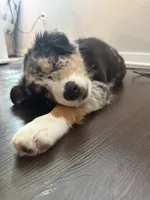 Cash, a male Australian Shepherd for sale in Winter Garden, FL – 6 of 6