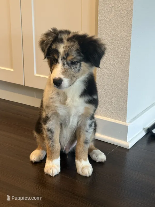 Cash – Australian Shepherd puppy for sale in Winter Garden, FL