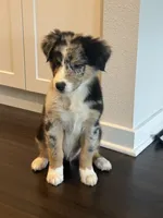 Cash, a male Australian Shepherd for sale in Winter Garden, FL – 1 of 6