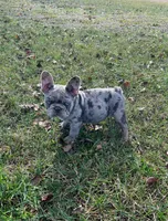 Duke , a male French Bulldog for sale in Myrtle Beach, SC – 5 of 6