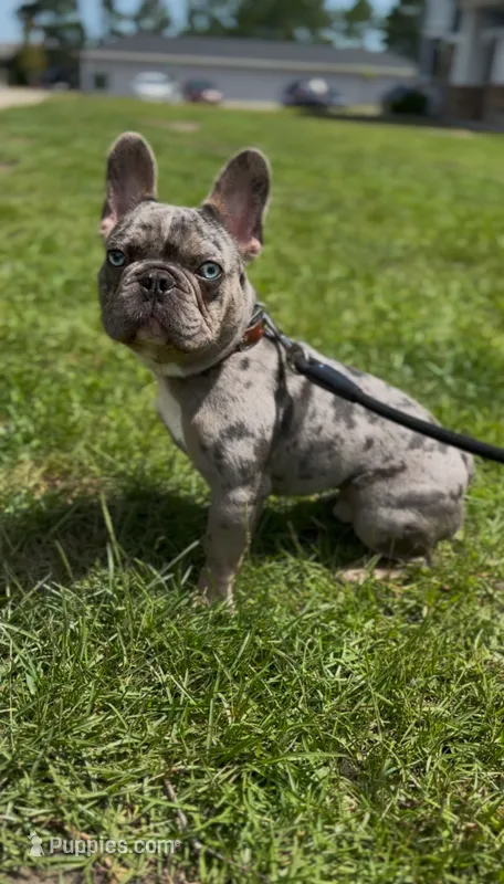 Duke  – French Bulldog puppy for sale in Myrtle Beach, SC