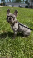 Duke , a male French Bulldog for sale in Myrtle Beach, SC – 1 of 6