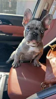 Duke , a male French Bulldog for sale in Myrtle Beach, SC – 2 of 6