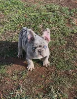Duke , a male French Bulldog for sale in Myrtle Beach, SC – 3 of 6