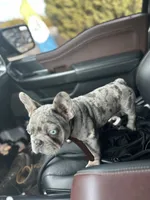 Duke , a male French Bulldog for sale in Myrtle Beach, SC – 4 of 6