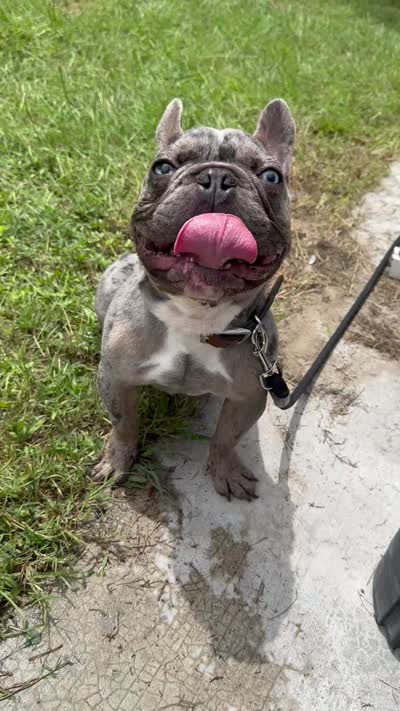 Duke , a male French Bulldog for sale in Myrtle Beach, SC – 6 of 6