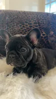 Ruby, a female French Bulldog for sale in Reinholds, PA – 1 of 4