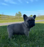 Franklin, a male French Bulldog for sale in Reinholds, PA – 3 of 5
