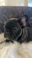 Ruby, a female French Bulldog for sale in Reinholds, PA – 2 of 4