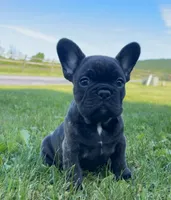Jackson, a male French Bulldog for sale in Reinholds, PA – 1 of 5