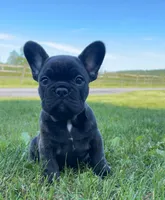 Jackson, a male French Bulldog for sale in Reinholds, PA – 3 of 5