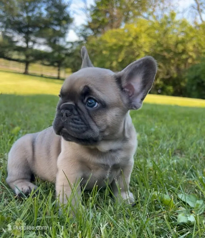 Franklin – French Bulldog puppy for sale in Reinholds, PA