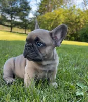 Franklin, a male French Bulldog for sale in Reinholds, PA – 1 of 5