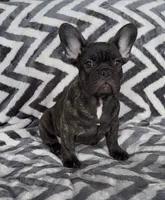 Jackson, a male French Bulldog for sale in Reinholds, PA – 3 of 4