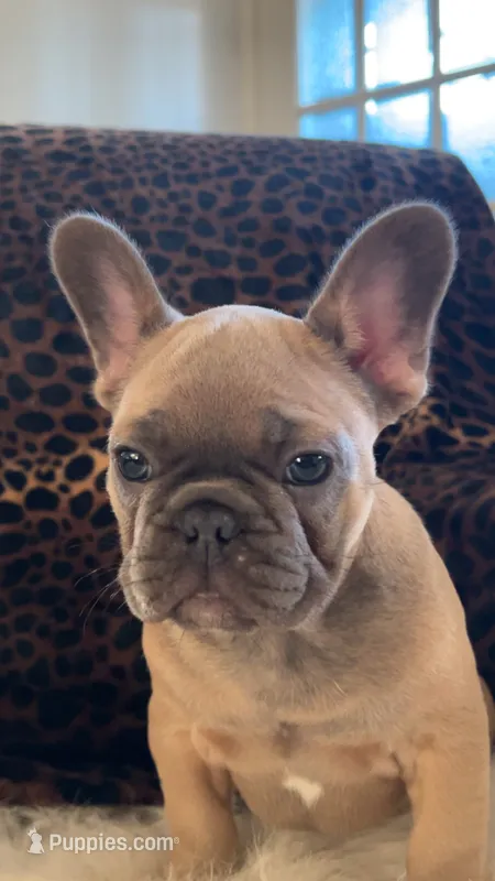 Tyson – French Bulldog puppy for sale in Reinholds, PA
