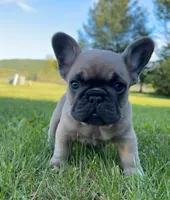 Franklin, a male French Bulldog for sale in Reinholds, PA – 2 of 5