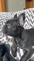 Benson, a male French Bulldog for sale in Reinholds, PA – 5 of 5