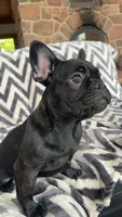 Benson, a male French Bulldog for sale in Reinholds, PA – 2 of 5