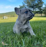 Piper, a female French Bulldog for sale in Reinholds, PA – 2 of 5