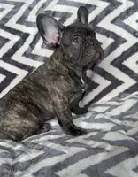 Jackson, a male French Bulldog for sale in Reinholds, PA – 2 of 4