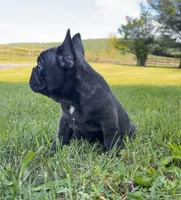 Jackson, a male French Bulldog for sale in Reinholds, PA – 4 of 5