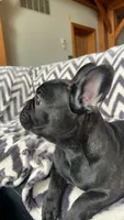 Benson, a male French Bulldog for sale in Reinholds, PA – 3 of 5