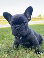 Jackson, a male French Bulldog for sale in Reinholds, PA – 2 of 5