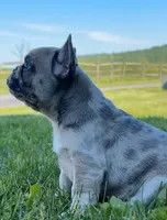 Piper, a female French Bulldog for sale in Reinholds, PA – 3 of 5