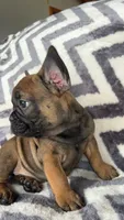 Felix, a male French Bulldog for sale in Reinholds, PA – 3 of 4