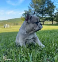 Piper, a female French Bulldog for sale in Reinholds, PA – 4 of 5
