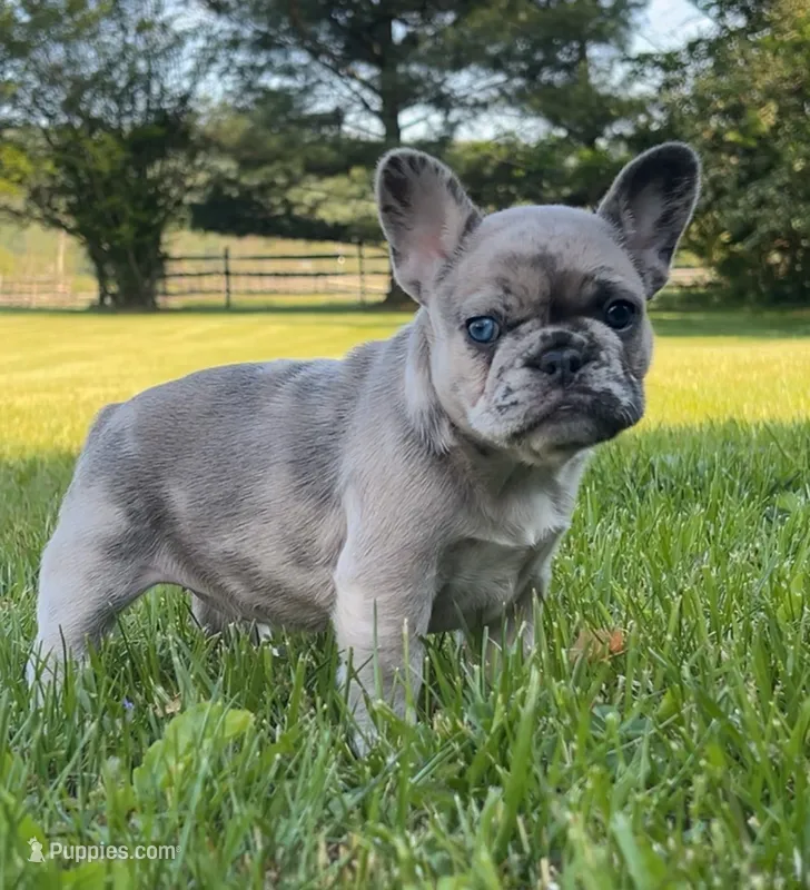 Piper – French Bulldog puppy for sale in Reinholds, PA