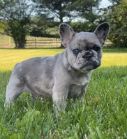 Piper, a female French Bulldog for sale in Reinholds, PA – 1 of 5