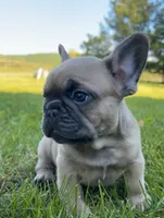 Franklin, a male French Bulldog for sale in Reinholds, PA – 4 of 5