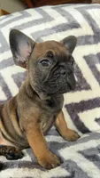 Felix, a male French Bulldog for sale in Reinholds, PA – 4 of 4