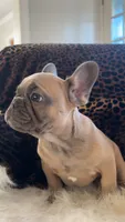 Tyson, a male French Bulldog for sale in Reinholds, PA – 4 of 4