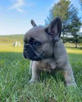 Franklin, a male French Bulldog for sale in Reinholds, PA – 5 of 5