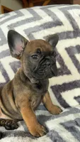 Felix, a male French Bulldog for sale in Reinholds, PA – 2 of 4