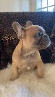 Tyson, a male French Bulldog for sale in Reinholds, PA – 3 of 4