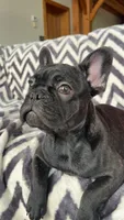 Benson, a male French Bulldog for sale in Reinholds, PA – 1 of 5