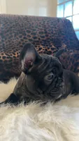 Ruby, a female French Bulldog for sale in Reinholds, PA – 4 of 4